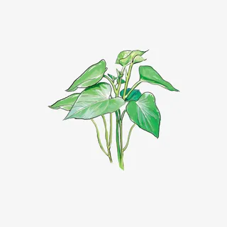 卡通手绘绿色红薯叶插画免抠免抠