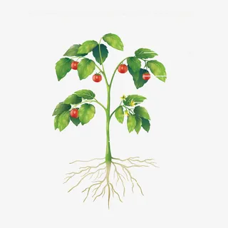 矢量植物图免抠