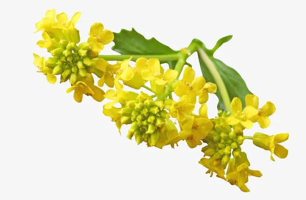油菜花特写免抠动植物植物元素