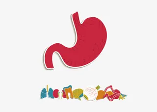 肾脏卡通矢量图免抠