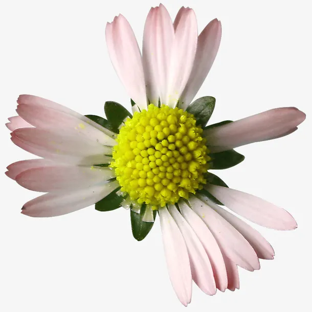 残败的菊花免抠
