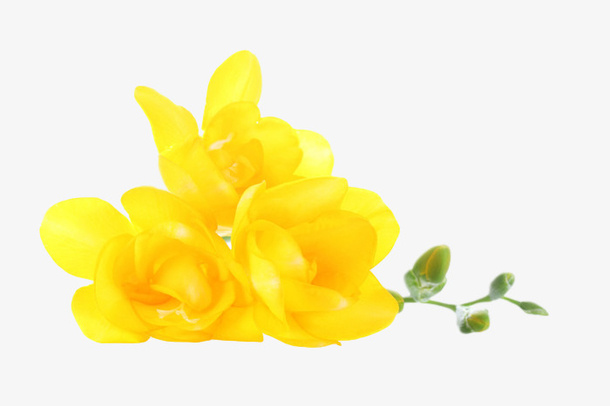 一朵小小的苍兰花免抠