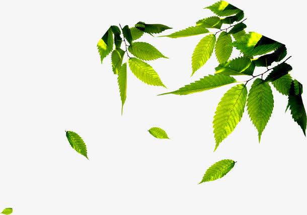 春天阳光下的树叶免抠