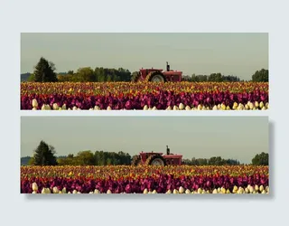 郁金香花海免抠