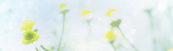 唯美花瓣banner壁纸