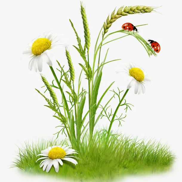 花草免抠