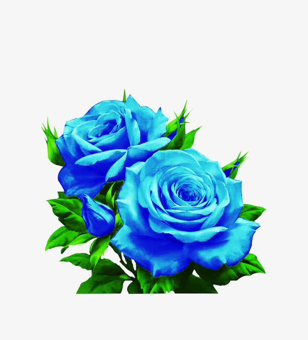 玫瑰免抠