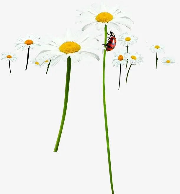 春天白色雏菊蝴蝶装饰免抠