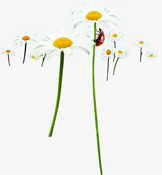 春天白色雏菊蝴蝶装饰免抠