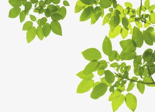 春天绿色树叶枝条图案免抠动植物植物元素