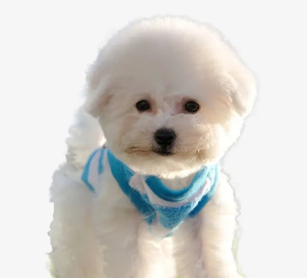 戴围巾的比熊幼犬免抠