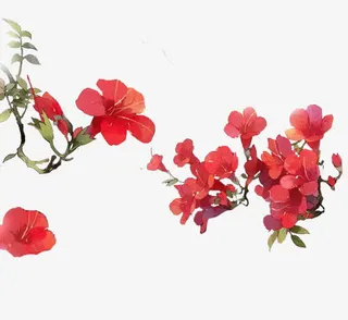 手绘红色杜鹃免抠