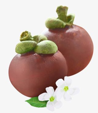 新鲜山竹免抠PNG免抠