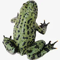 青蛙免抠