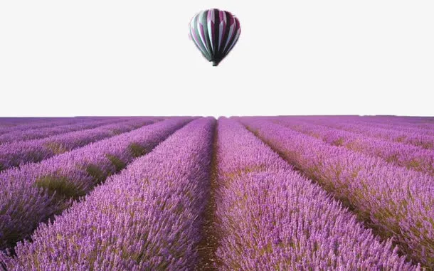 紫色薰衣草图案免抠