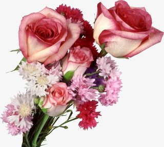 粉红玫瑰花免抠