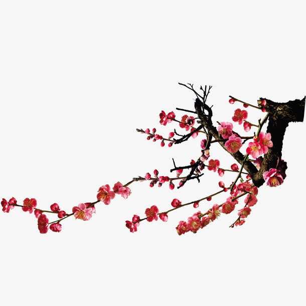 梅花免抠