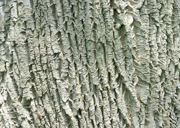树皮免抠