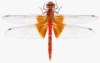 红色平面蜻蜓免抠