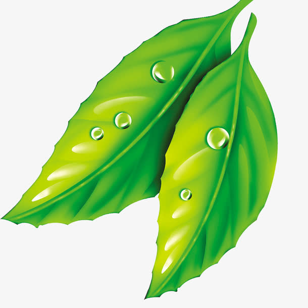 大片树叶免抠