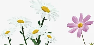 春季粉白色花海小花装饰免抠