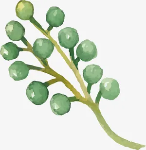 植物插画免抠