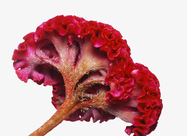鸡冠花花朵免抠