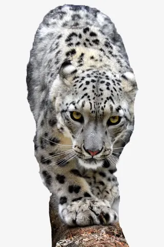 走独木桥的雪豹免抠