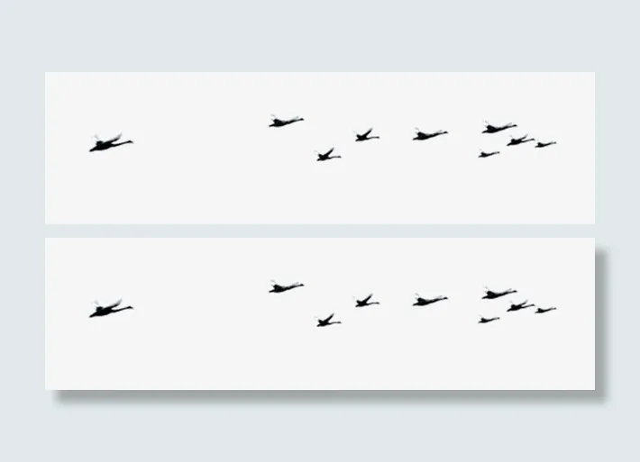 一群大雁飞免抠