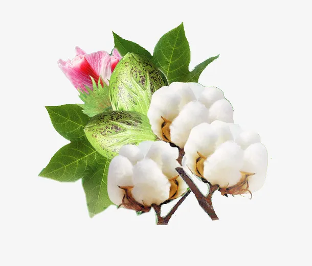 棉花植物素材免抠