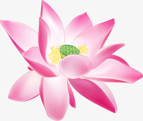 卡通绘画莲花荷花免抠