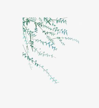 绿色的植物免抠