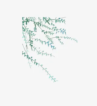 绿色的植物免抠