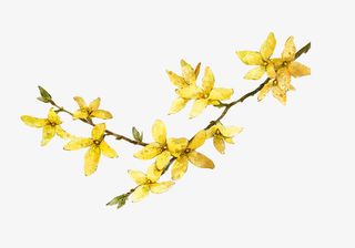 一支黄色的卡通桂花免抠