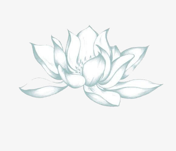 白色荷花素材免抠