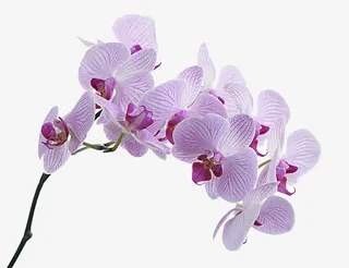 粉白单枝蝴蝶兰免抠