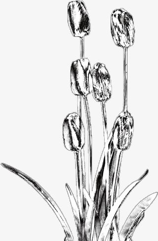 酸性金属郁金香免抠