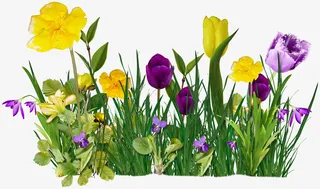 漂亮创意花草免抠