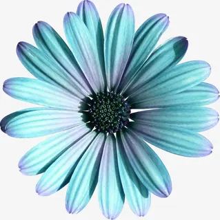 蓝菊花免抠