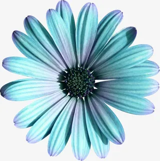 蓝菊花免抠