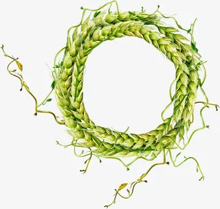 绿色麦穗边框免抠