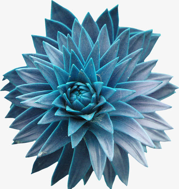 蓝色花朵免抠