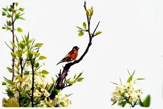 树上的小鸟免抠