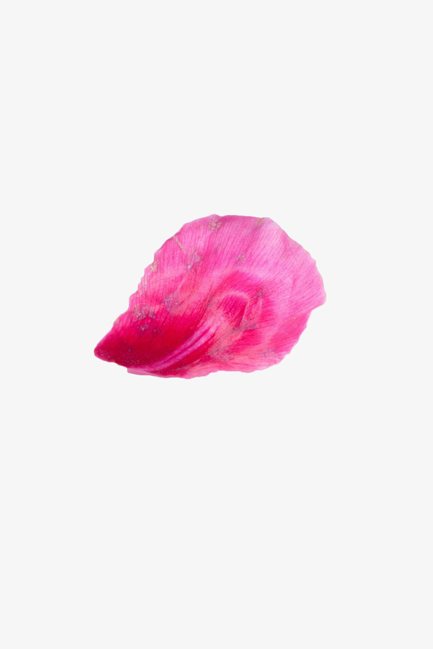 粉色花瓣免抠