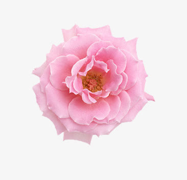 粉色大牡丹花免抠