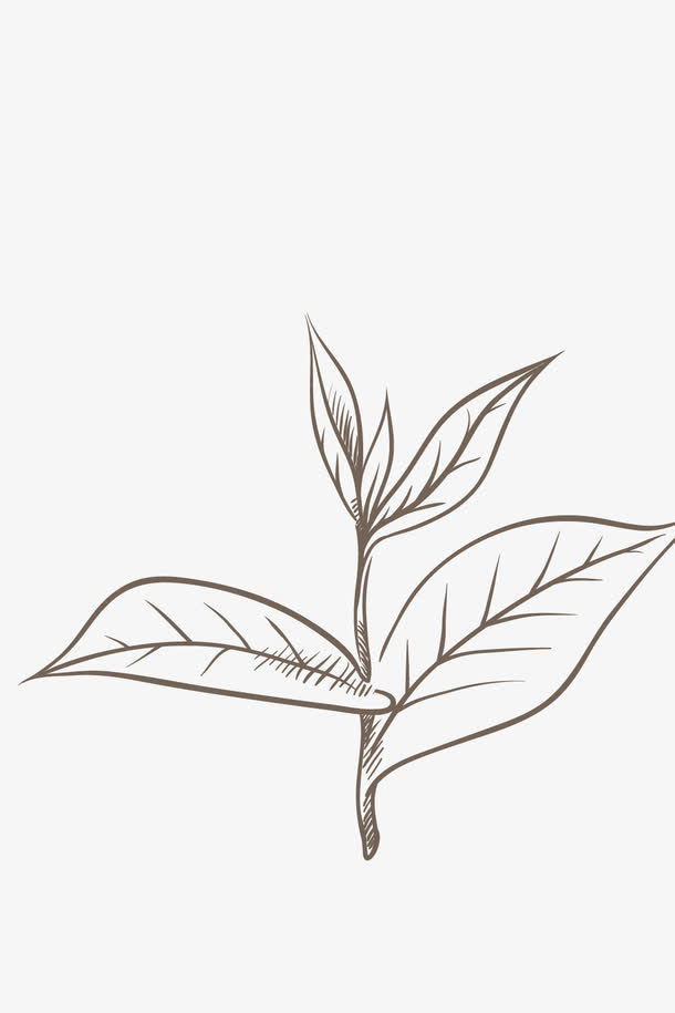 黑色线条茶叶矢量素材免抠