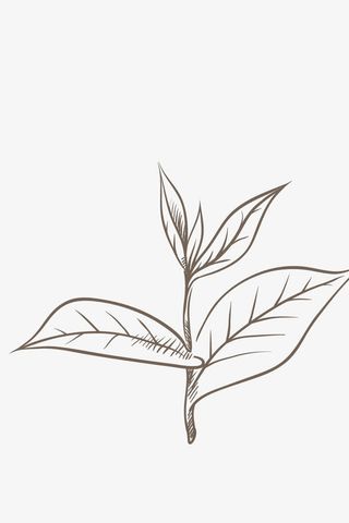黑色线条茶叶矢量素材免抠
