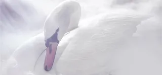 白色天鹅背景装饰高清