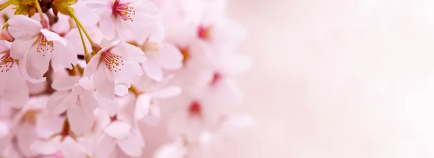 粉色桃花背景高清