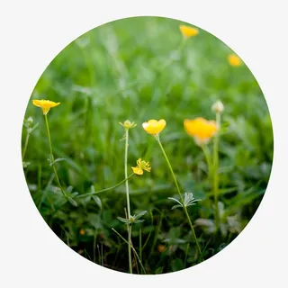 春季踏青春天花草元素免抠